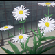 Illustration for article titled Dubs w/ Dil: iA Silent Voice/i